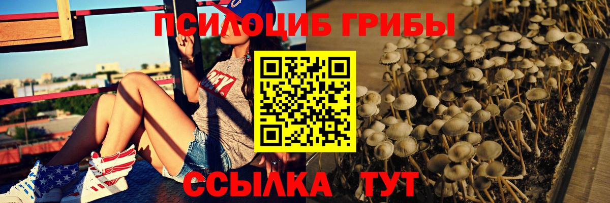 Борзя  Галлюциногенные грибы Psilocybe  Вход с VPN 
